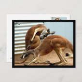 Kangaroos Briefkaart (Voorkant / Achterkant)