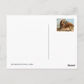 Kangaroos Briefkaart (Achterkant)