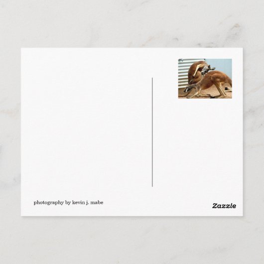 Kangaroos Briefkaart (Achterkant)