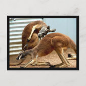 Kangaroos Briefkaart (Voorkant)