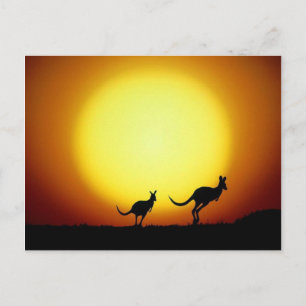 Kangaroos in de Australische Outback Briefkaart