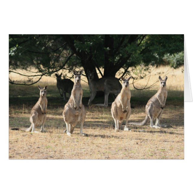 Kangaroos in een rij (Voorkant Horizontaal)