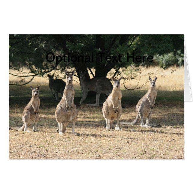 Kangaroos in een rij (Voorkant Horizontaal)
