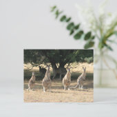 Kangaroos in een rij briefkaart (Staand voorkant)