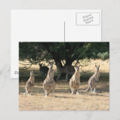 Kangaroos in een rij briefkaart (Voorkant / Achterkant)