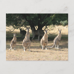 Kangaroos in een rij briefkaart