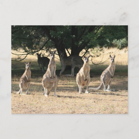 Kangaroos in een rij briefkaart (Voorkant)