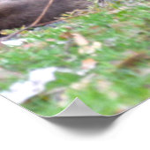 Kangaroos mummy poster (Hoek)