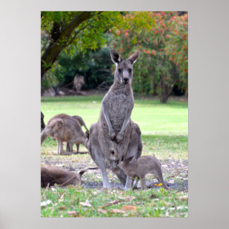 Kangaroos mummy poster