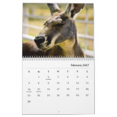 Kangaroos Wall Calendar Kalender (Feb 2027)