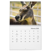Kangaroos Wall Calendar Kalender (Feb 2026)