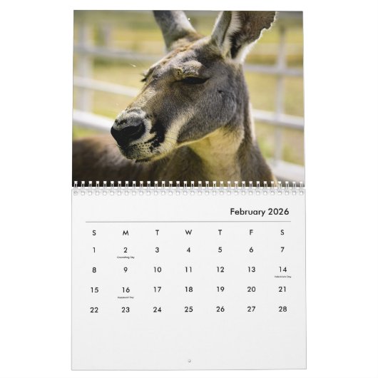Kangaroos Wall Calendar Kalender (Feb 2026)