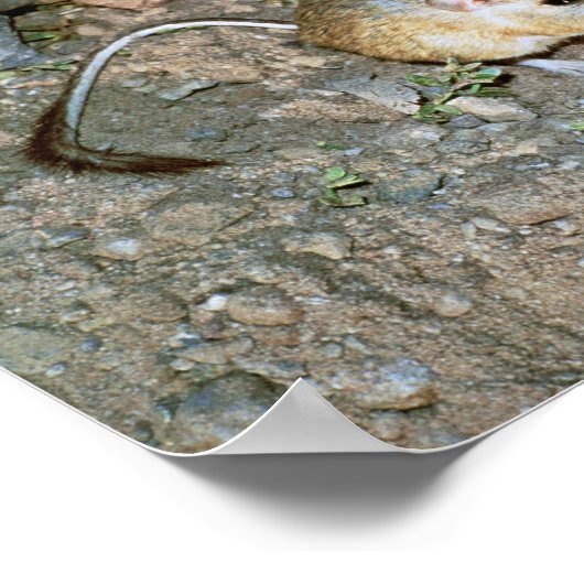 Kangeroo Rat Poster (Hoek)