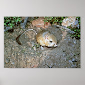 Kangeroo Rat Poster (Voorkant)