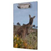 Kangoeroe Australië Foto Klembord (Links)