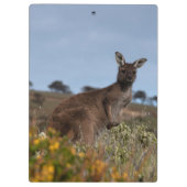 Kangoeroe Australië Foto Klembord (Achterkant)