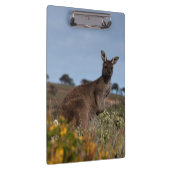 Kangoeroe Australië Foto Klembord (Rechts)
