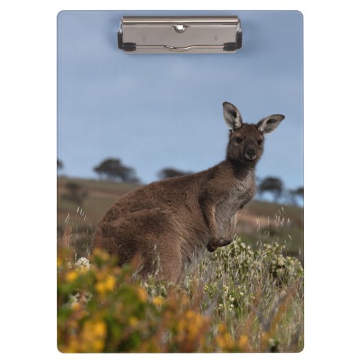 Kangoeroe Australië Foto Klembord (Voorkant)