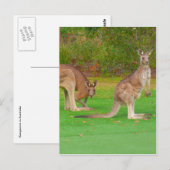 kangoeroe briefkaart (Voorkant / Achterkant)