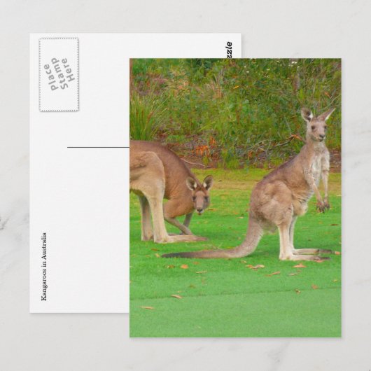 kangoeroe briefkaart (Voorkant / Achterkant)