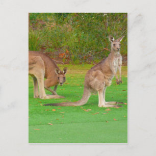 kangoeroe briefkaart