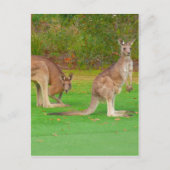 kangoeroe briefkaart (Voorkant)