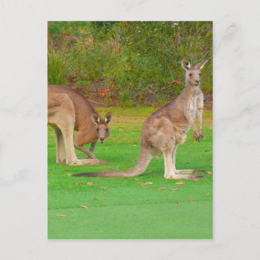 kangoeroe briefkaart (Voorkant)