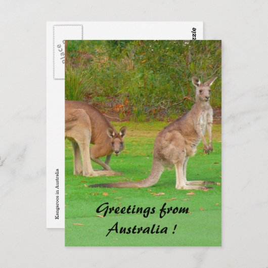 kangoeroe briefkaart (Voorkant / Achterkant)
