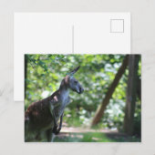 Kangoeroe-Briefkaart Briefkaart (Voorkant / Achterkant)