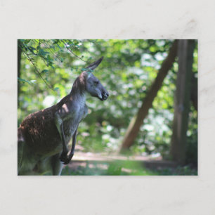 Kangoeroe-Briefkaart Briefkaart