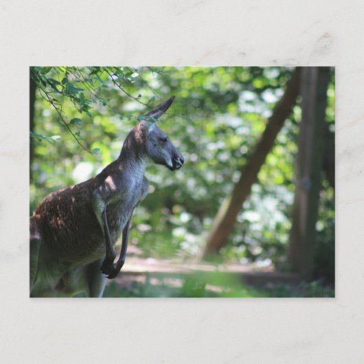 Kangoeroe-Briefkaart Briefkaart (Voorkant)