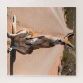 Kangoeroe in de Outback Legpuzzel (Horizontaal)