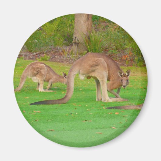 Kangoeroe Magneet (Voorkant)