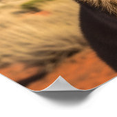 Kangoeroe met zonnebril bij Uluru Australië Poster (Hoek)