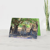 Kangoeroe verjaardagsfeestje humoristische uitnodi (Achterkant)