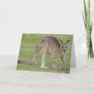 Kangoeroe-Wenskaart Kaart