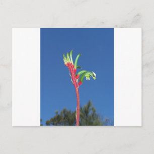 KANGOEROEPOOT PLANT BRIEFKAART