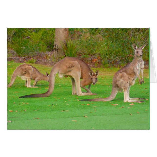 kangoeroes (Voorkant Horizontaal)