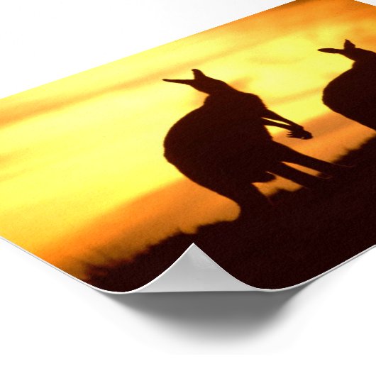 kangoeroes bij zonsondergang poster (Hoek)