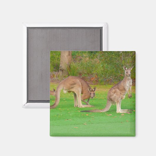 kangoeroes magneet (Voorkant / Achterkant)