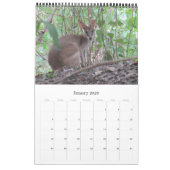 Kangoeroes Wallabies 2025 Kalender (Jan 2026)