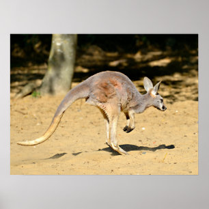 Kangourou die met de dik loopt briefkaart poster