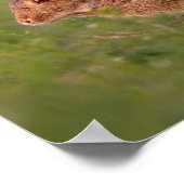 Kaninchen auf Wiese Poster (Hoek)