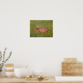 Kaninchen auf Wiese Poster (Keuken)