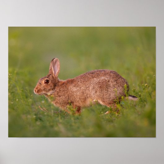 Kaninchen auf Wiese Poster (Voorkant)