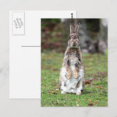 Kaninchen Briefkaart (Voorkant / Achterkant)