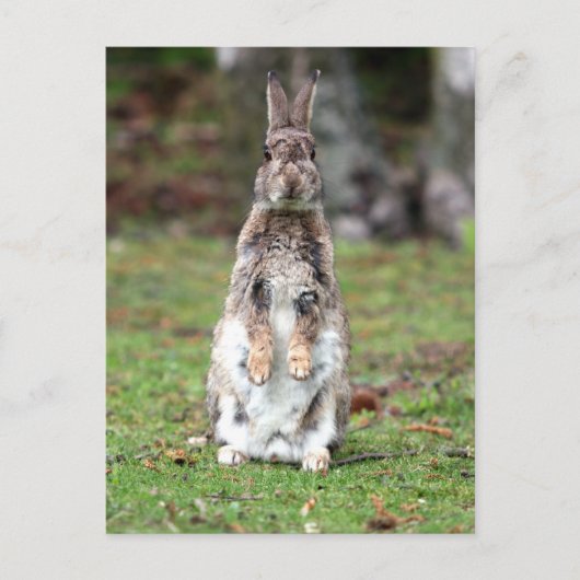 Kaninchen Briefkaart (Voorkant)