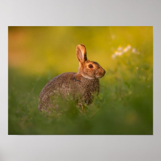 Kaninchen im Abendlicht Poster (Voorkant)
