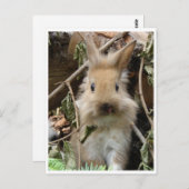 Kaninchen, konijn briefkaart (Voorkant / Achterkant)