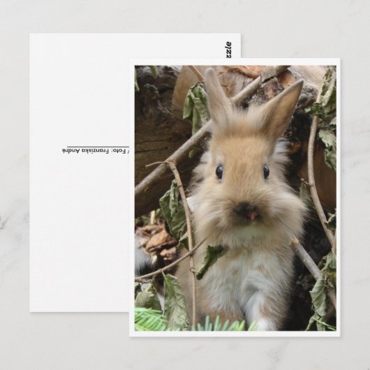 Kaninchen, konijn briefkaart (Voorkant / Achterkant)